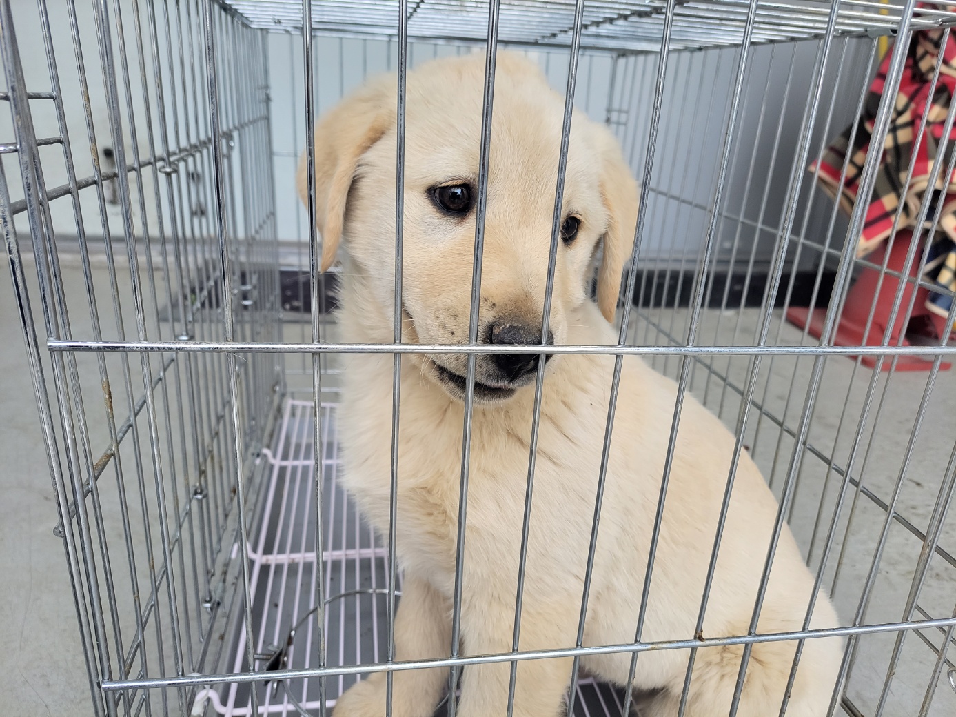 고양시동물보호센터_441394202300469